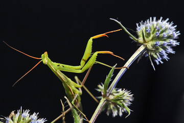 A praying mantis sits on the plant Eryngium Planum, in a pose that is similar to the conductor of the orchestra.