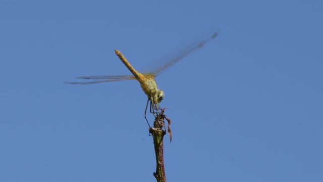 La libellula 