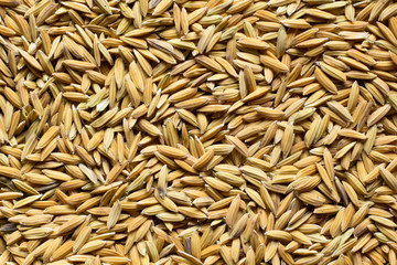paddy texture