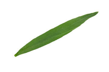 leaf of tarragon isolated on white