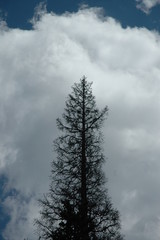 trees in winter