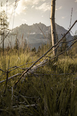 Wilder Kaiser in der Natur