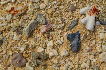 Broken corals on the beach