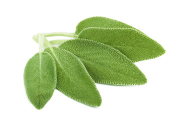 heap of fresh green sage isolated on white background