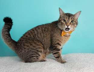 Cute Young Tabby Cat Wearing Orange and Yellow Bow Tie Flower Costume Portrait Sitting Full Body with Tongue Out