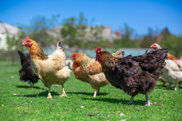 rooster and chickens graze on green grass. Livestock in the village