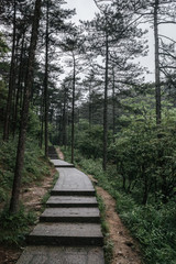 Path in forest in Mingyue Mountain, Jiangxi, China
