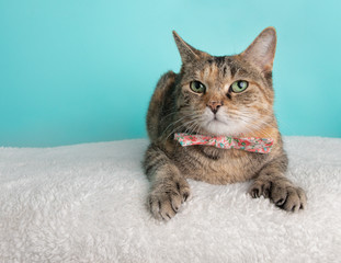 Cute Young Calico Tabby Cat Wearing Pink White Flower Bow Tie Costume Portrait Lying Down Looking Left