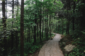 Fototapeta na wymiar Path in forest in Mingyue Mountain, Jiangxi, China