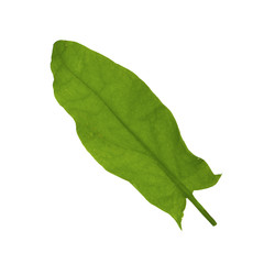 fresh green leaf of sorrel isolated on white