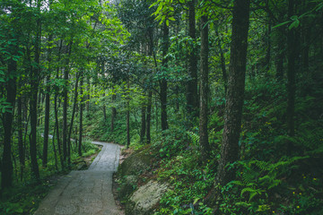 Path in forest in Mingyue Mountain, Jiangxi, China