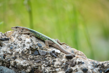 Naklejka na ściany i meble The lizard Lacerta viridis sits on a stone with green background
