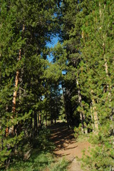 trees in the forest