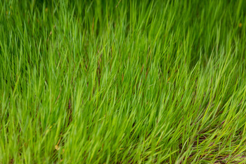 Green grass for background, natural grass texture
