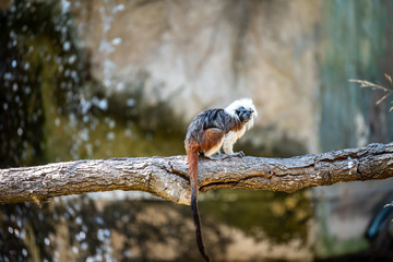Cotton top tamarin on a tree in a zoo. 