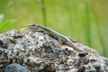 The lizard Lacerta viridis sits on a stone with green background
