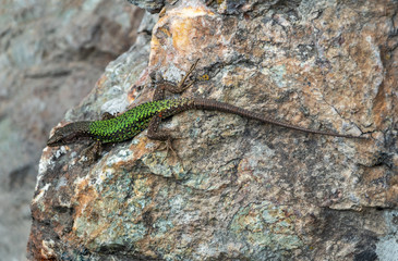 Naklejka na ściany i meble Green Lizard crawling on a stone cliff