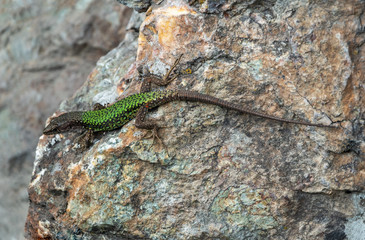 Green Lizard crawling on a stone cliff
