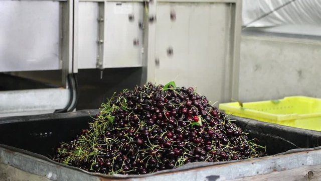 Fresh ripe red bings filling a cull bin in a packing warehouse in Oregon