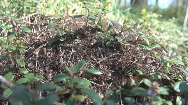 Red forest ants actively rebuild the anthill on a Sunny day, This is a new anthill ( parent stock) based on the departed female ( queen ant), budding new anthill, rapid work