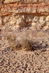 Dried-up river bed in stones desert with several dry bushes