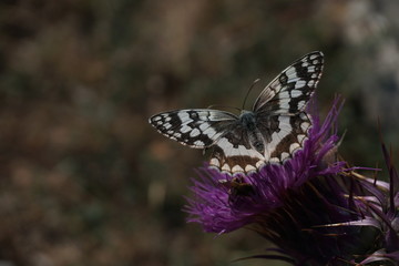 Schmetterling (Schachbrett) in der Natur © martenphotos