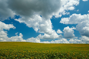 Sunflower field - bright yellow flowers, beautiful summer landscape