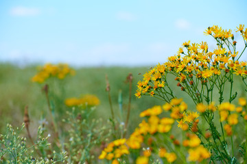 Wild grass with yellow flowers - beautiful summer landscape
