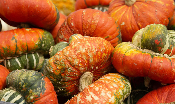 Bright orange gourds perfect for fall holiday decorations