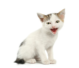 Fototapeta na wymiar Cute funny kitten on white background