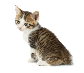 Cute funny kitten on white background