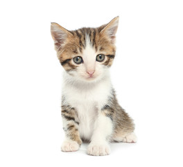 Obraz premium Cute funny kitten on white background