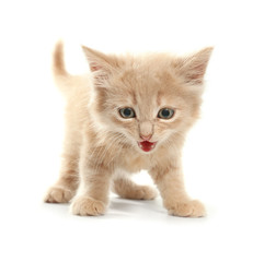 Obraz premium Cute funny kitten on white background