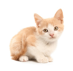 Cute funny kitten on white background © Pixel-Shot
