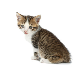 Cute funny kitten on white background