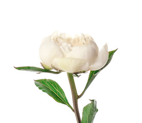 Beautiful peony flower on white background