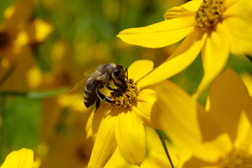 Yellow blossoms and a bee - Stockphoto