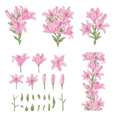 Fototapeta na wymiar Vector set of light pink lily flowers isolated on white