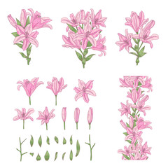 Vector set of light pink lily flowers isolated on white