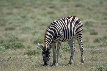 Fototapeta na wymiar Junges Zebra in Etosha Namibia