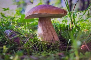 Edible mushroom boletus edulis in forest with blurred background.