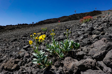 Mt, Etna, Sicily, Italy Flowers and hikers on the lava fields of the mountain.