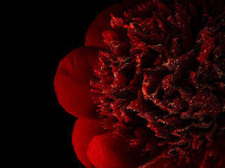 red peonies with water drops on a black background, closeup