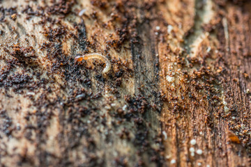 Bockkäfer unter der Rinde eines Baumes, Deutschland