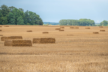 square straw bales lie on a field after the grain harvest