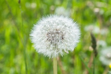 Nahaufnahme einer einzelnen Pusteblume auf einer Wiese, Deutschland
