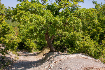 A lonely tree grows on a stone hill in the mountains. Green crown of trees on a sunny day. Gravel...