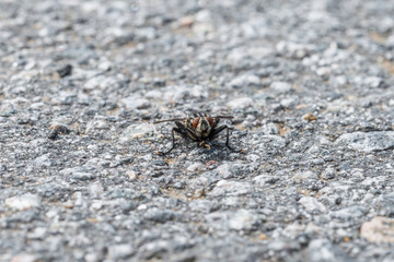 Eine große Fliege sitzt auf dem Asphalt einer geteerten Straße, Deutschland