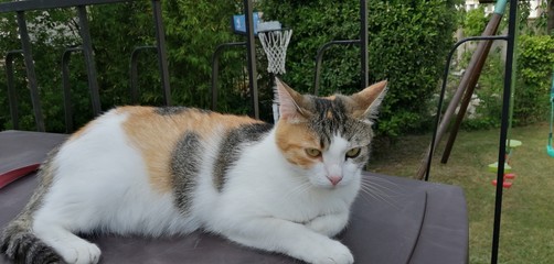 Chat jardin