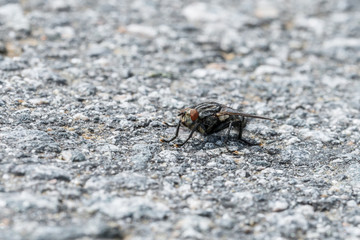 Eine große Fliege sitzt auf dem Asphalt einer geteerten Straße, Deutschland